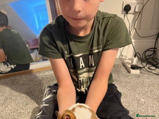 Hamster rodents - Advert 9