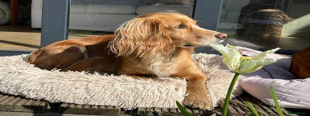 Poppy