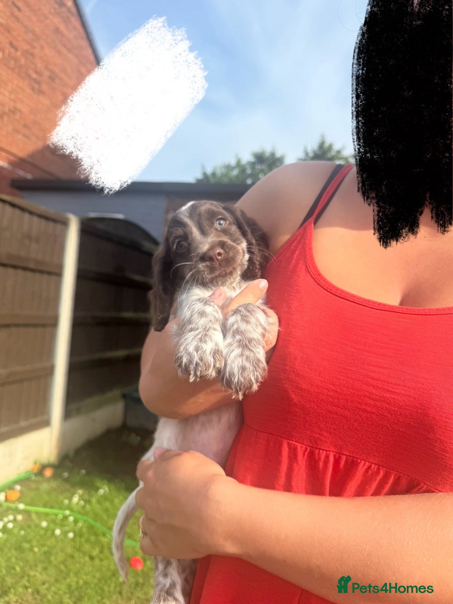 Cocker Spaniel dogs REDUCED! 1 BOY LEFT!  - Advert 12