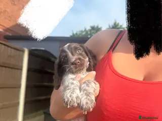 Cocker Spaniel dogs REDUCED! 1 BOY LEFT! - Advert 12