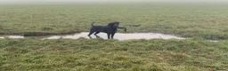 Labrador Retriever dogs for stud: Reuben in Consett - Advert 4