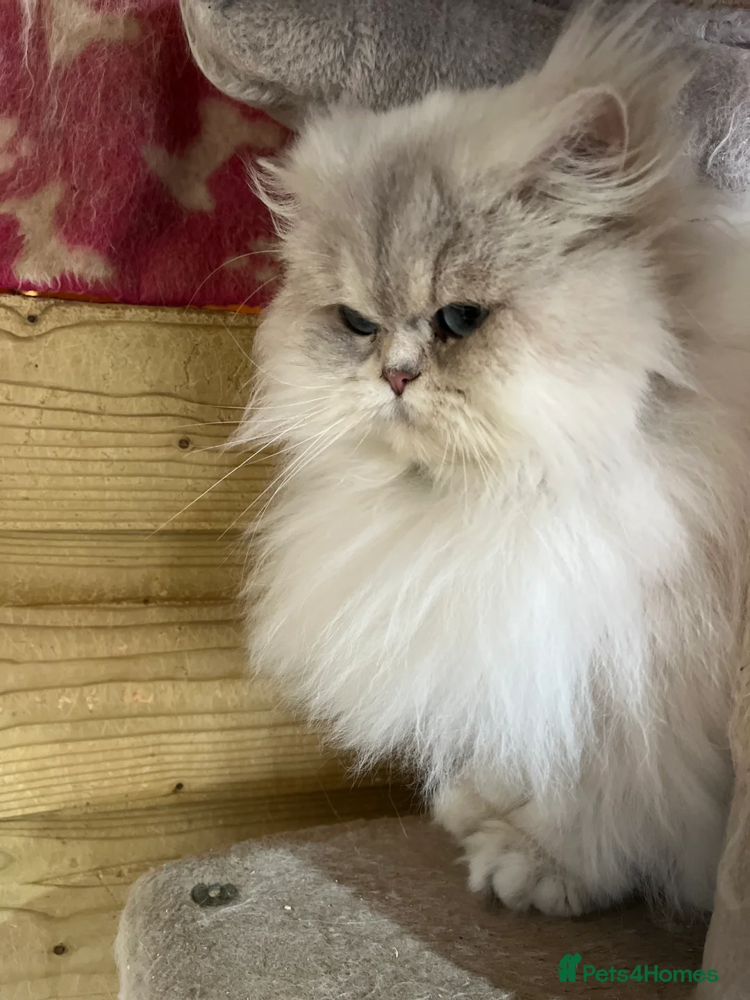 British Longhair cats for sale: Adult female British Longhair - Advert 7