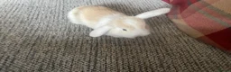Mini Lop rabbits for sale: Mini Lop kits - Advert 3