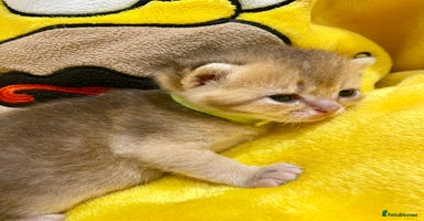 British Shorthair cats Chunky British shorthair  - Advert 11