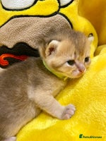 British Shorthair cats Chunky British shorthair - Advert 2