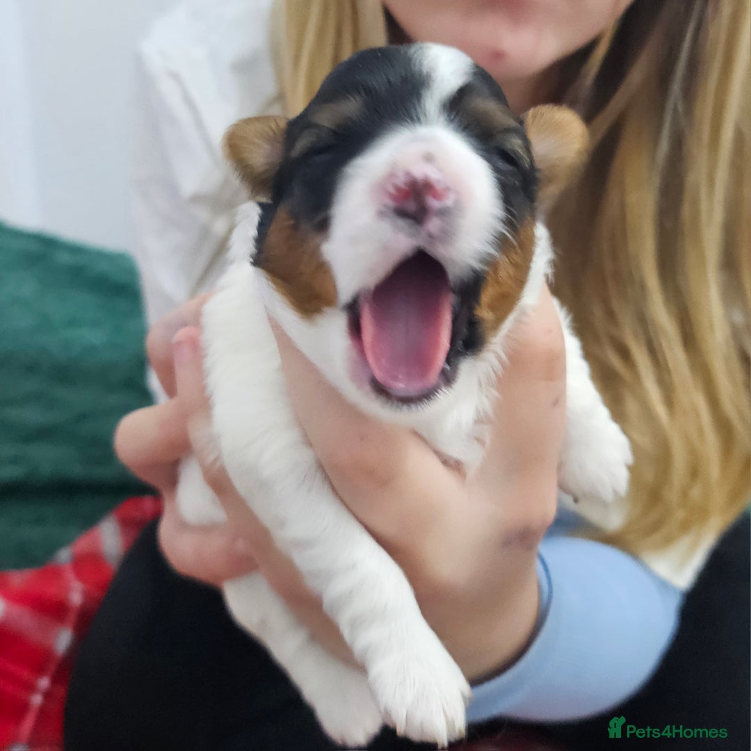 Yorkshire Terrier dogs for sale: Two beautiful Yorkshire Terrier (Biewer) puppies - Advert 10