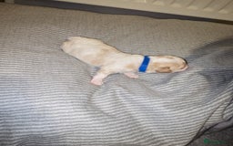 Mixed Breed dogs for sale: Beautiful shichon cross cavachon - Advert 5