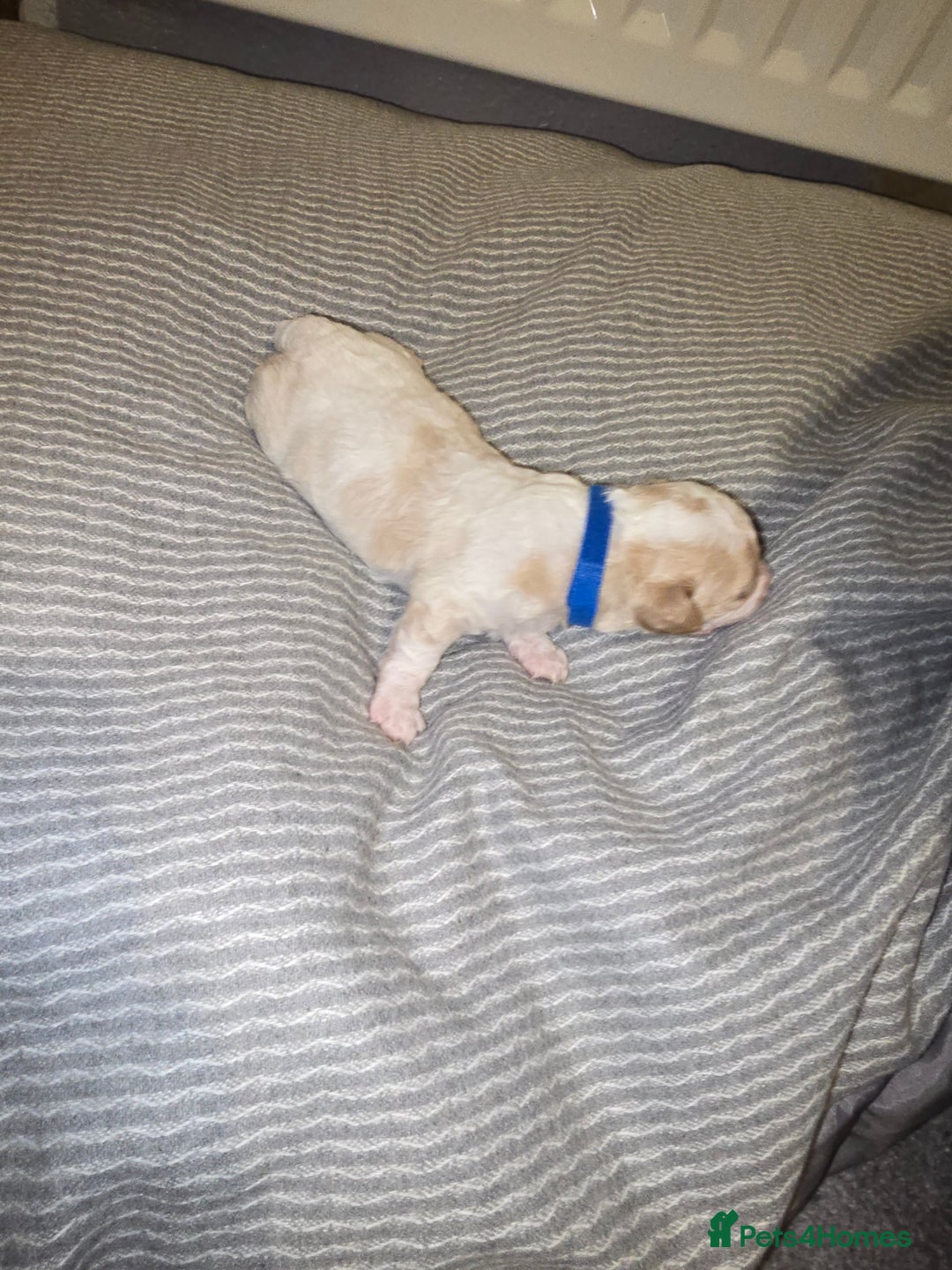 Mixed Breed dogs for sale: Beautiful shichon cross cavachon - Advert 5