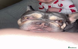 French Bulldog dogs for sale: 3 year old French bulldog  - Image 2