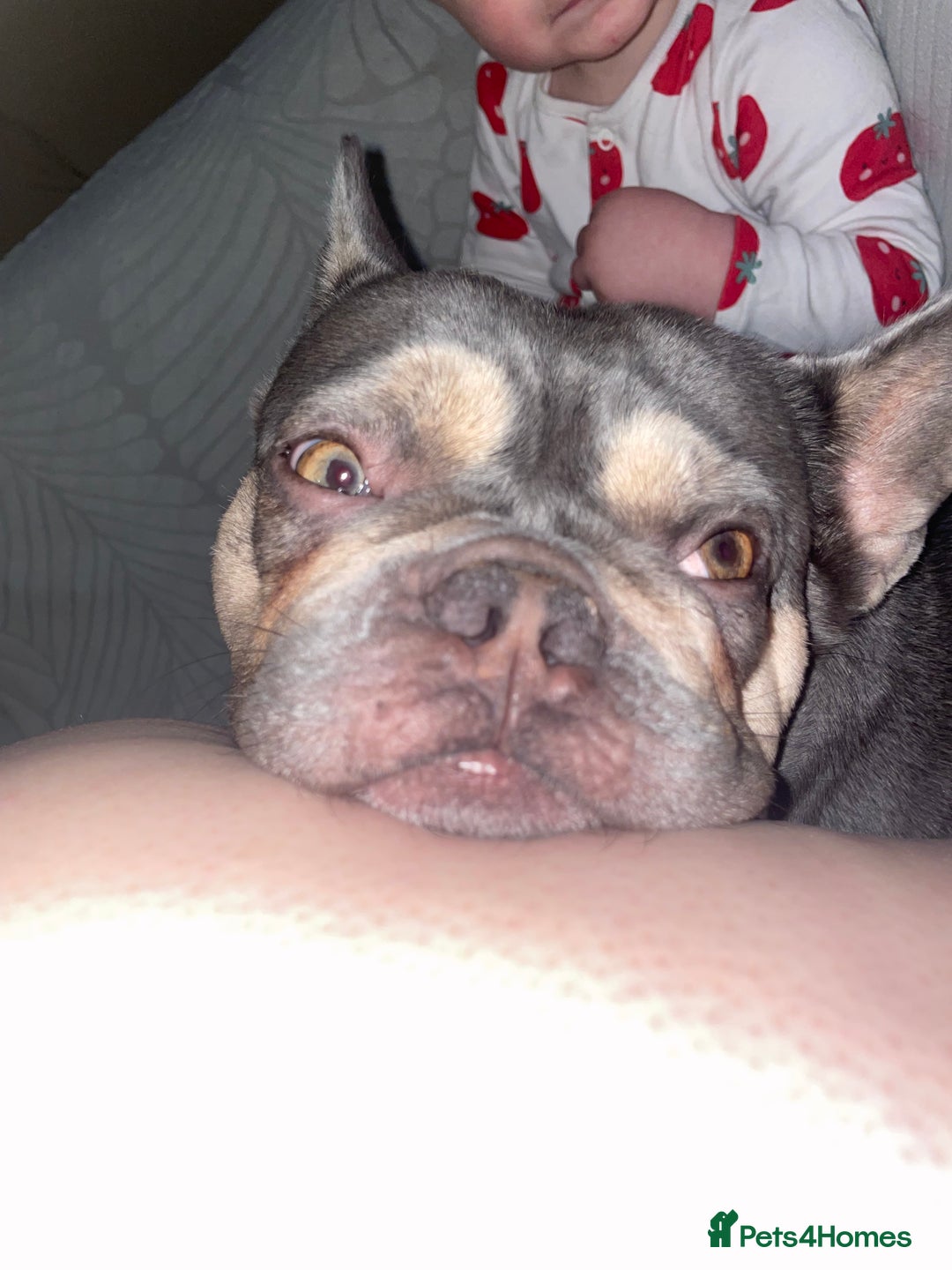 French Bulldog dogs for sale: 3 year old French bulldog  - Image 2
