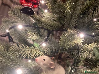 Rat rodents Rats for sale Hull Rex,fancy,dumbo&hairless - Advert 3