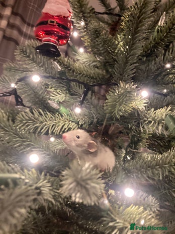 Rat rodents Rats for sale Hull Rex,fancy,dumbo&hairless - Advert 1