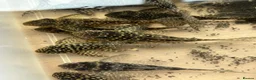 Plecos fish for sale: L136b-c grades. Young to adults.  - Advert 10