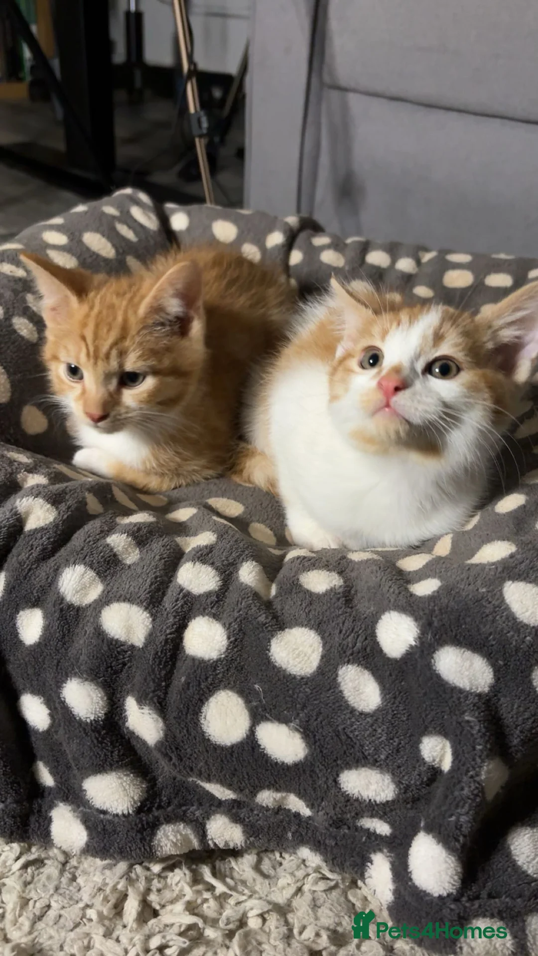 American Shorthair cats for sale: X4 Ginger kittens - Ready to leave - Advert 6