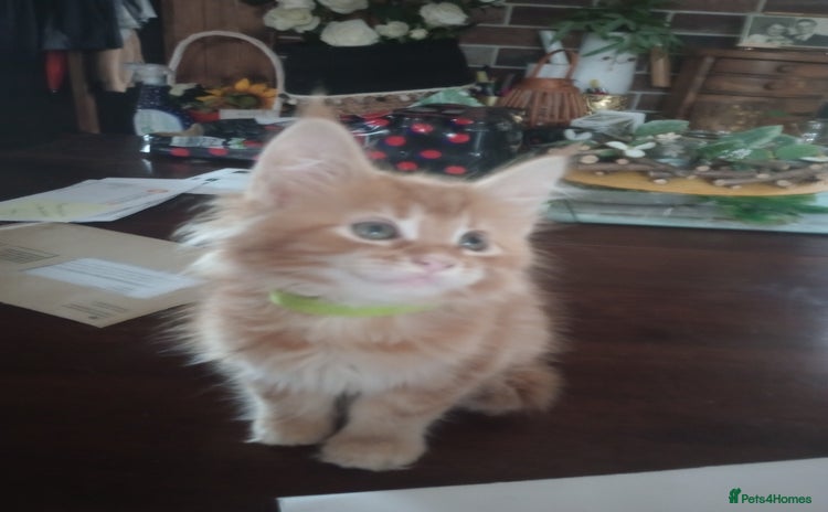 Maine Coon cats - Advert 2