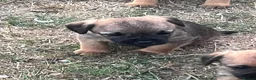 Border Terrier dogs for sale: KC registered Border Terrier Puppies in Dover - Advert 6