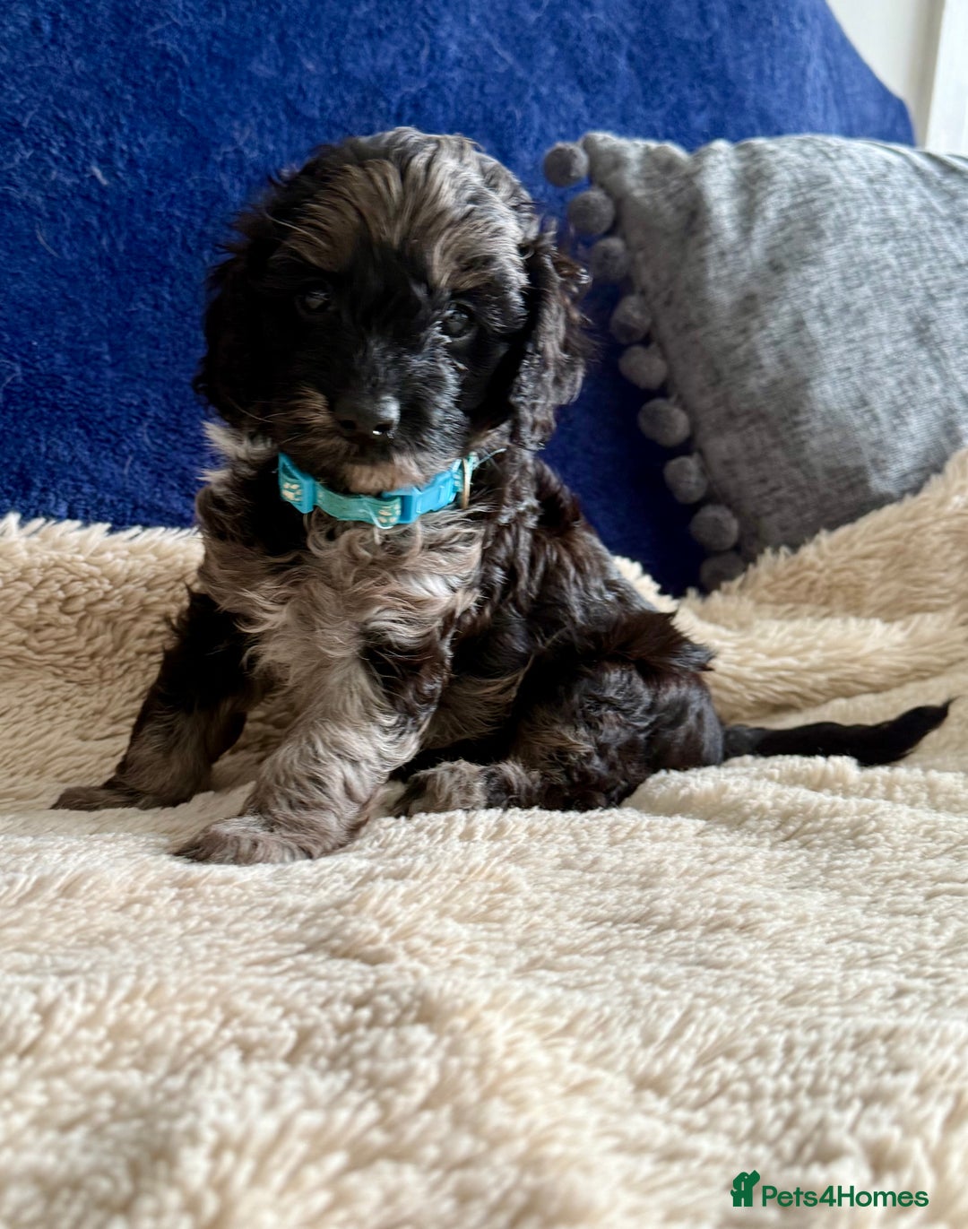 Cavapoo dogs for sale: Adorable F1b toy Cavapoo puppies ready to reserve - Image 5