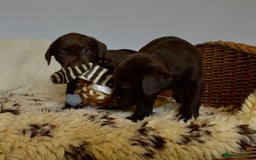 Labrador Retriever dogs for sale: Chocolate Labrador puppies, KC reg, health tested, - Image 6