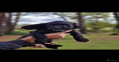 Cocker Spaniel dogs - Advert 2