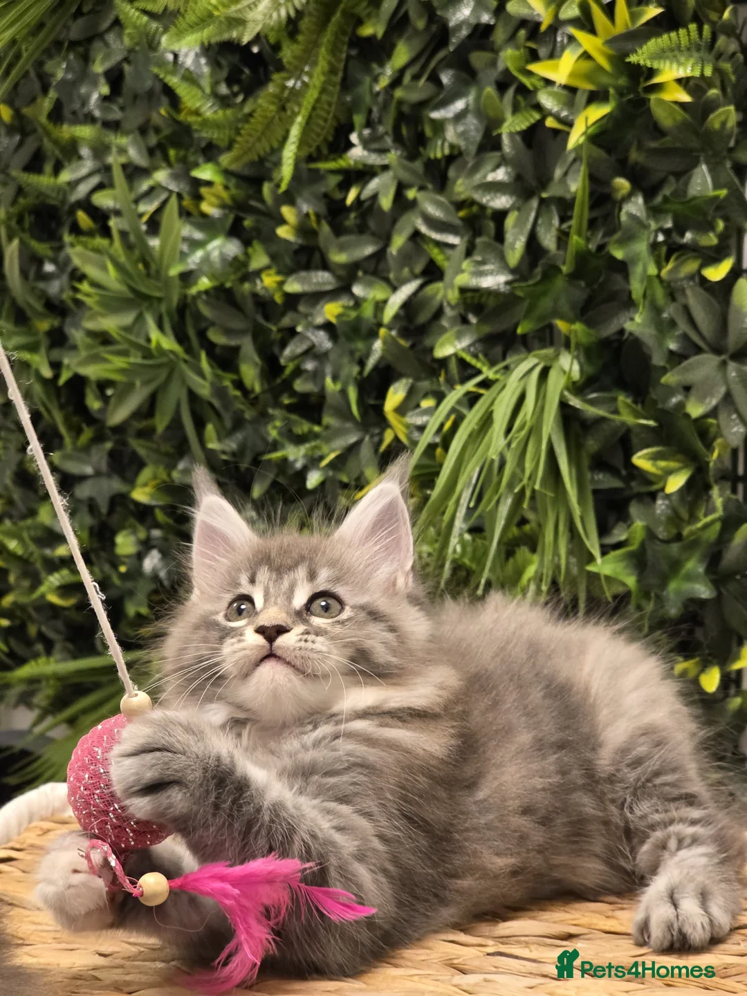 Maine Coon cats for sale: BEAUTIFUL MAINE COON KITTENS - Advert 12