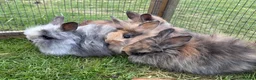Mini Lion Lop rabbits for sale: Mini lion lops! now ready!!!! £25 each - Advert 10