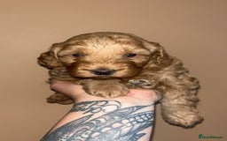 Cockapoo dogs for sale: Beautiful cockapoo for sale  - Image 9