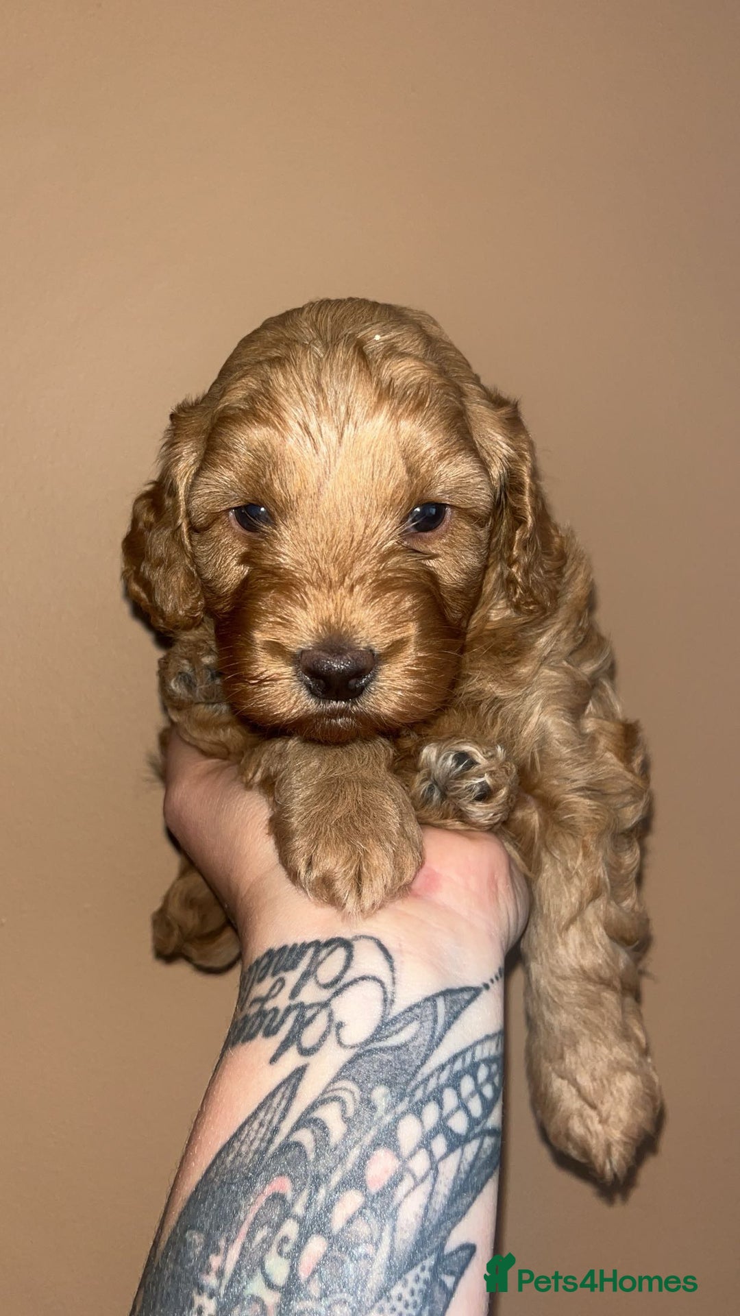 Cockapoo dogs for sale: Beautiful cockapoo for sale  - Image 9