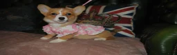 Welsh Corgi Pembroke dogs for sale: Are Beautiful Girls Storm/Darling/Petal - Advert 15