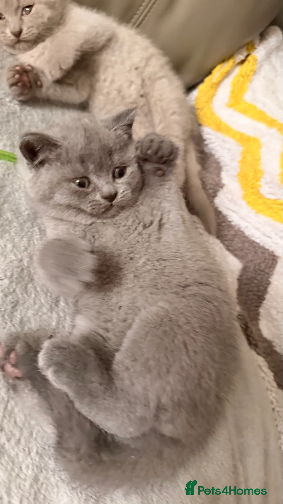 British Shorthair cats for sale: British Short hair and Scotish Fold - Advert 9