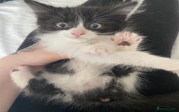 Mixed Breed cats for sale: Three long haired kittens for sale  - Image 1