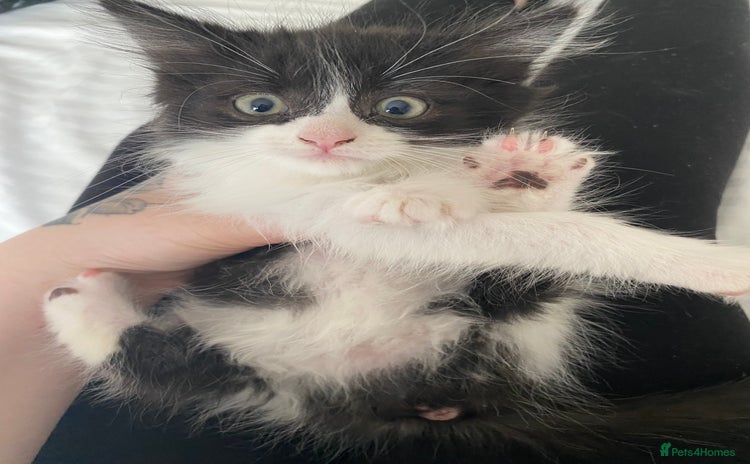 Mixed Breed cats - Advert 1