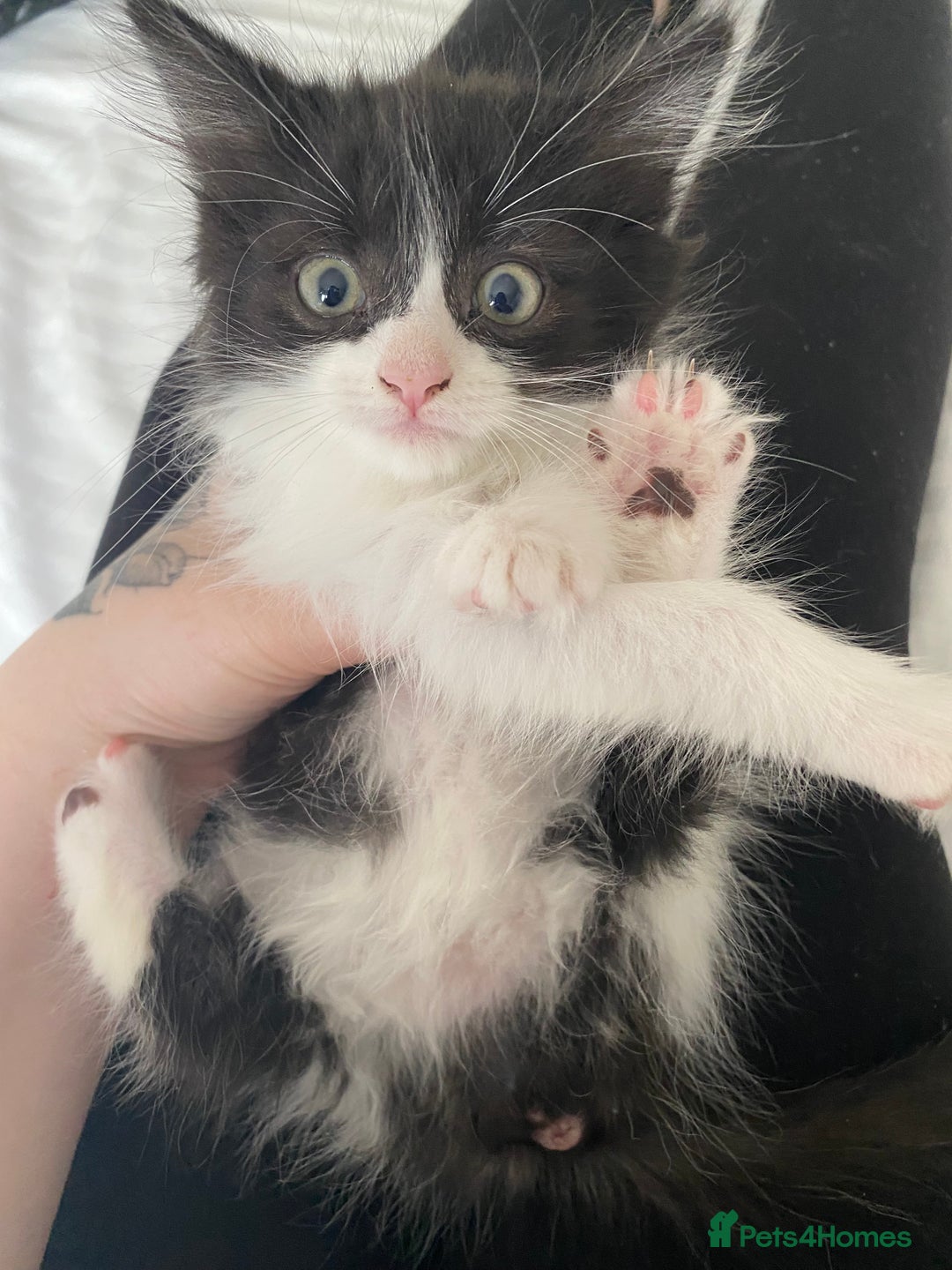 Mixed Breed cats for sale: Three long haired kittens for sale  - Image 1