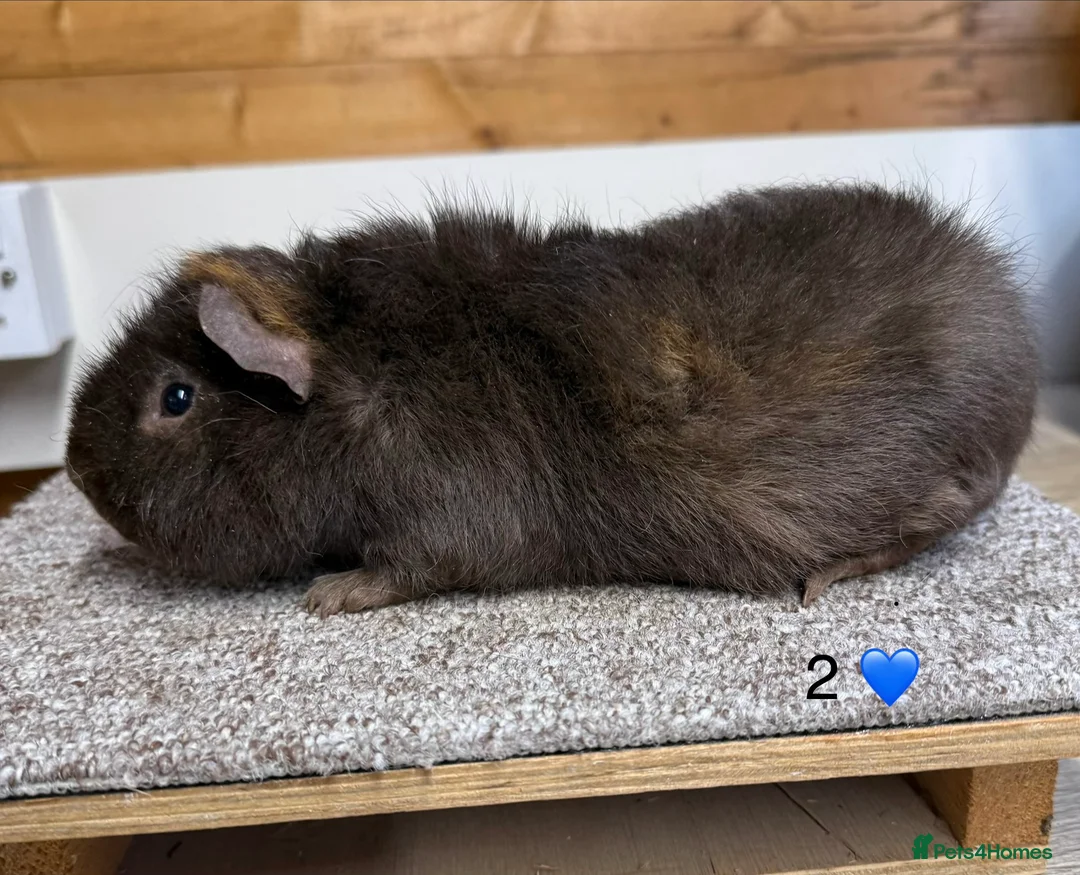 Guinea Pig rodents for sale: Teddy Boars  - Advert 3