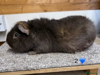 Guinea Pig rodents Teddy Boars plus Funky Boar - Advert 11