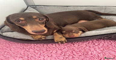 Miniature Dachshund dogs - Advert 9