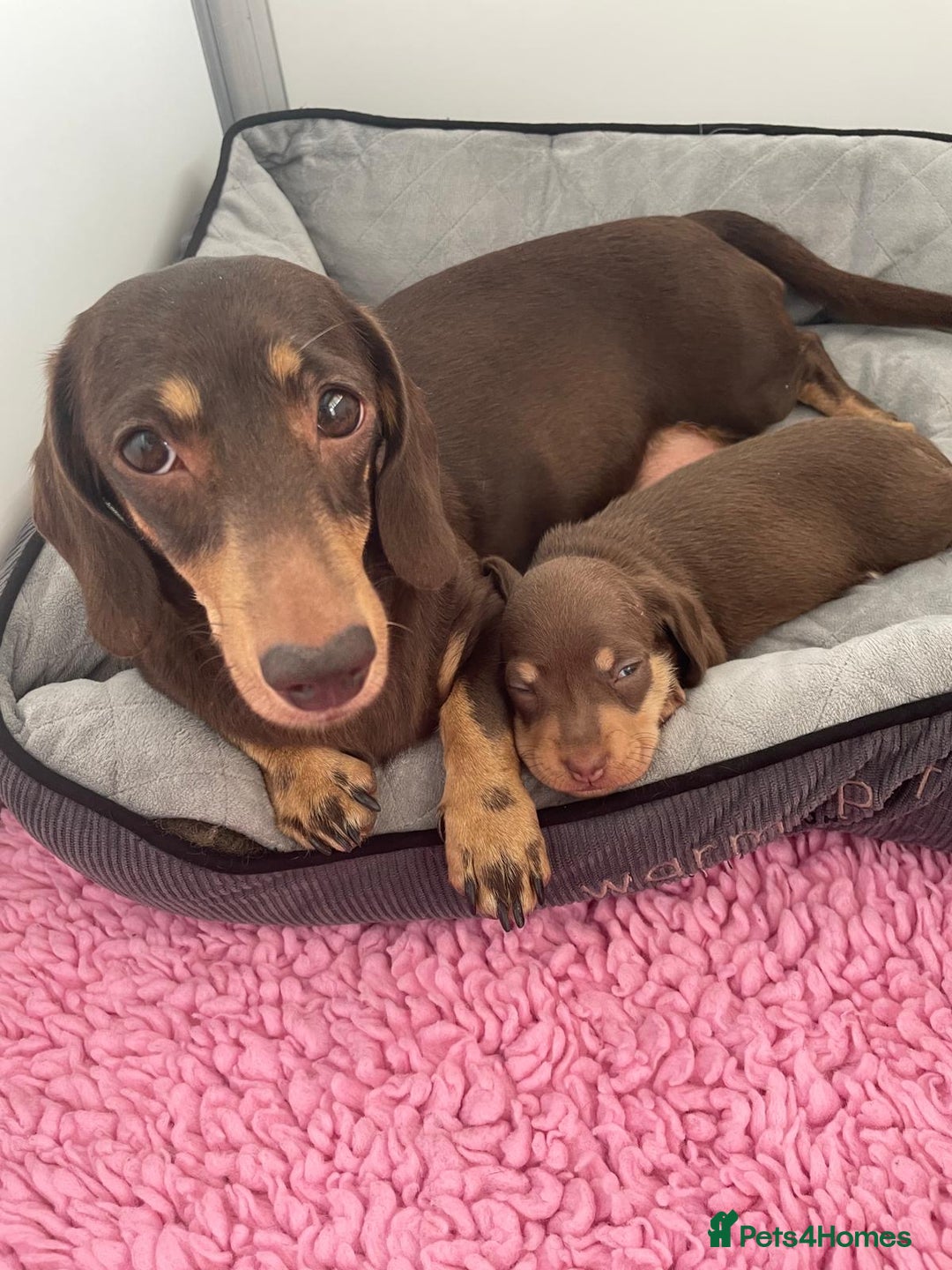 Miniature Dachshund dogs for sale: 1 beautiful dachshund girly available  - Image 2