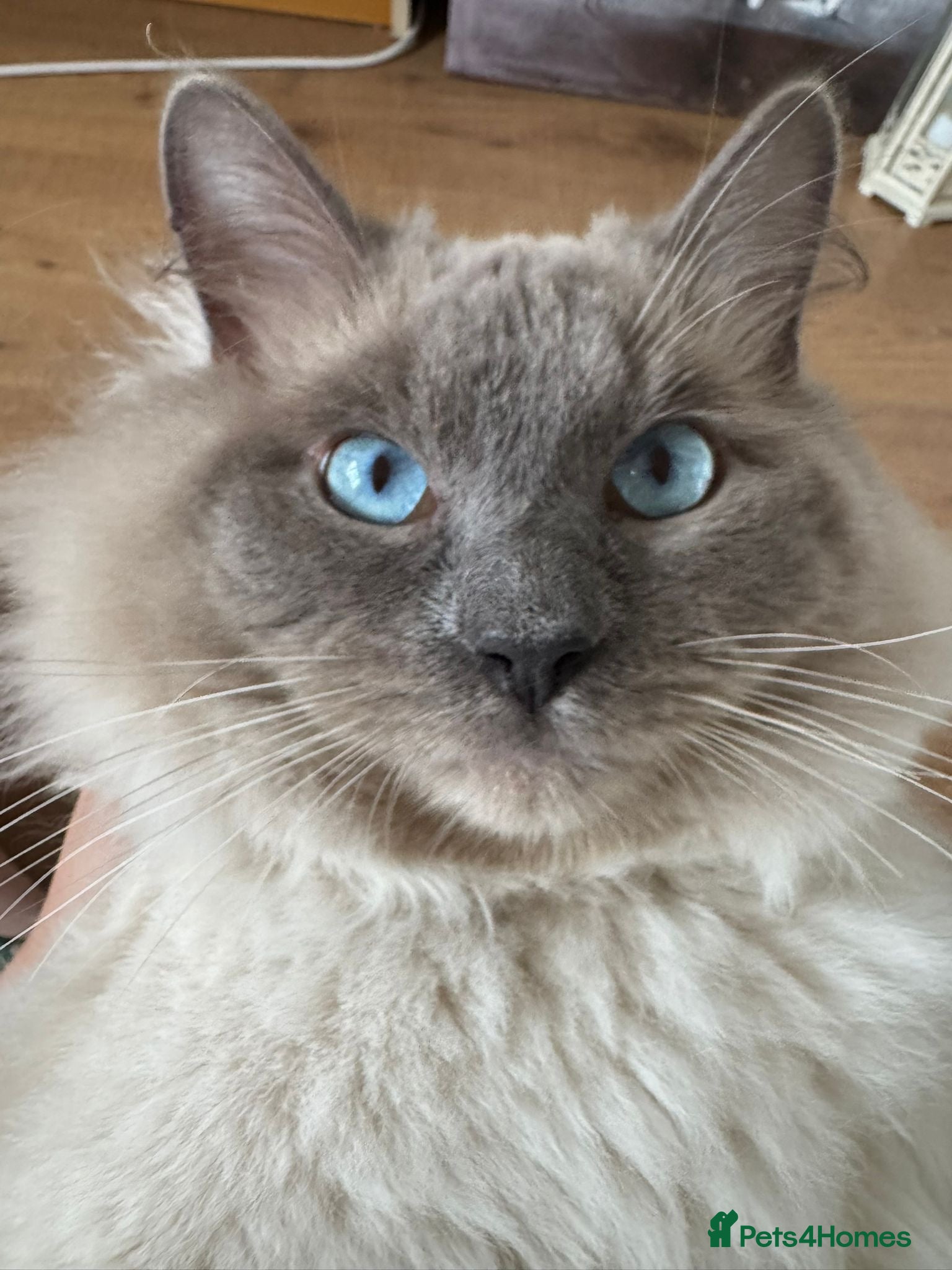 Ragdoll cats 💙 Wolfie – Blue Point Ragdoll Stud - Advert 1