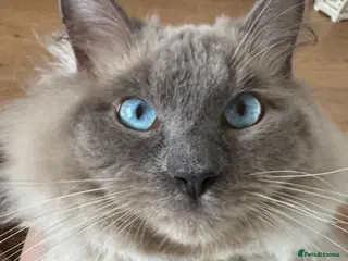 Ragdoll cats 💙 Wolfie – Blue Point Ragdoll Stud - Advert 1