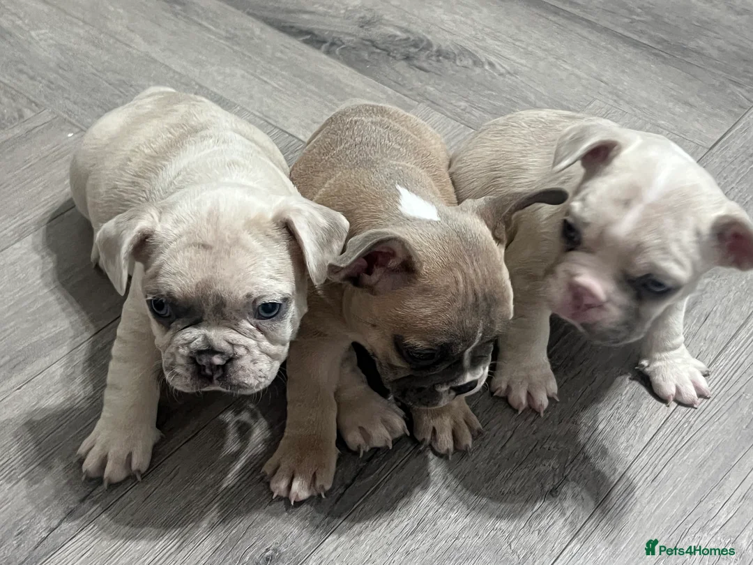 French Bulldog dogs for sale: 1 male French Bulldog Pup left  - Advert 29
