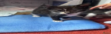Domestic Shorthair Kitten 4