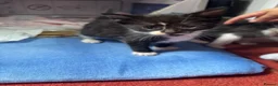 Domestic Shorthair cats for sale: Sweet Little Kittens Looking for New Loving Homes in Birmingham - Advert 7