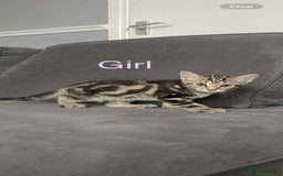 Bengal cats for sale: Kittens for sale - Image 6