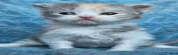 British Shorthair cats for sale: BSH and BLH TICA registered kittens - Advert 3