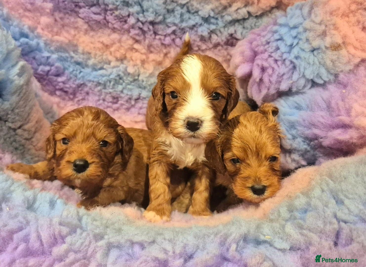 Cavapoo dogs Stunning Health Tested Ruby Red Cavapoo puppies.   - Advert 1