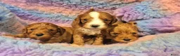 Cavapoo dogs for sale: Stunning Health Tested Ruby Red Cavapoo puppies.   - Advert 1