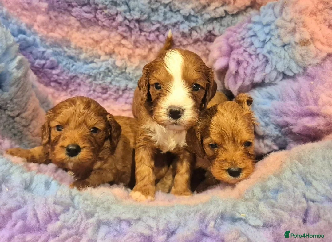 Cavapoo dogs for sale: Stunning Health Tested Ruby Red Cavapoo puppies.   - Advert 1