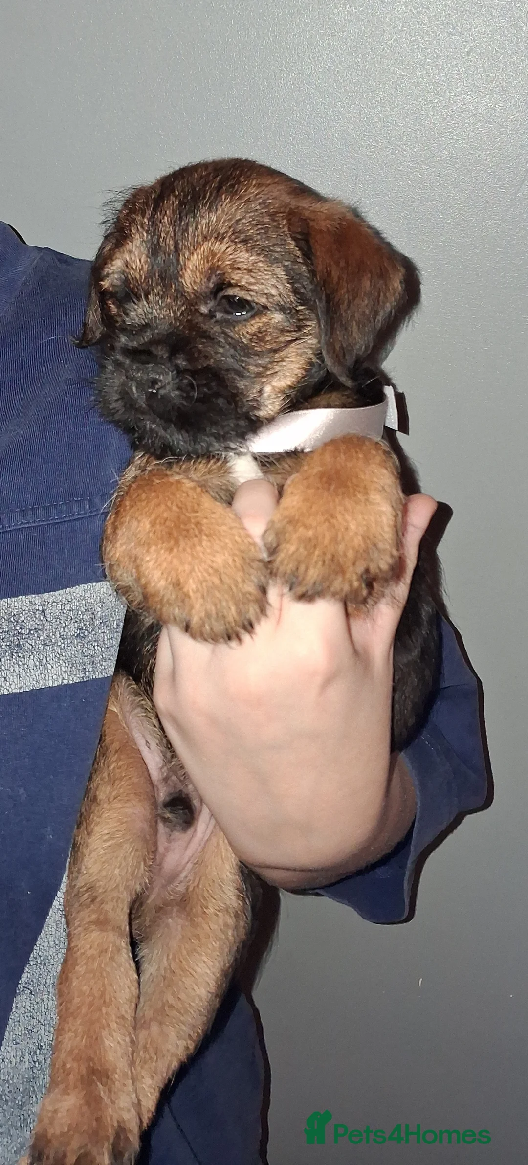 Border Terrier dogs for sale: Kc Reg Border Terrier Puppies  - Advert 7