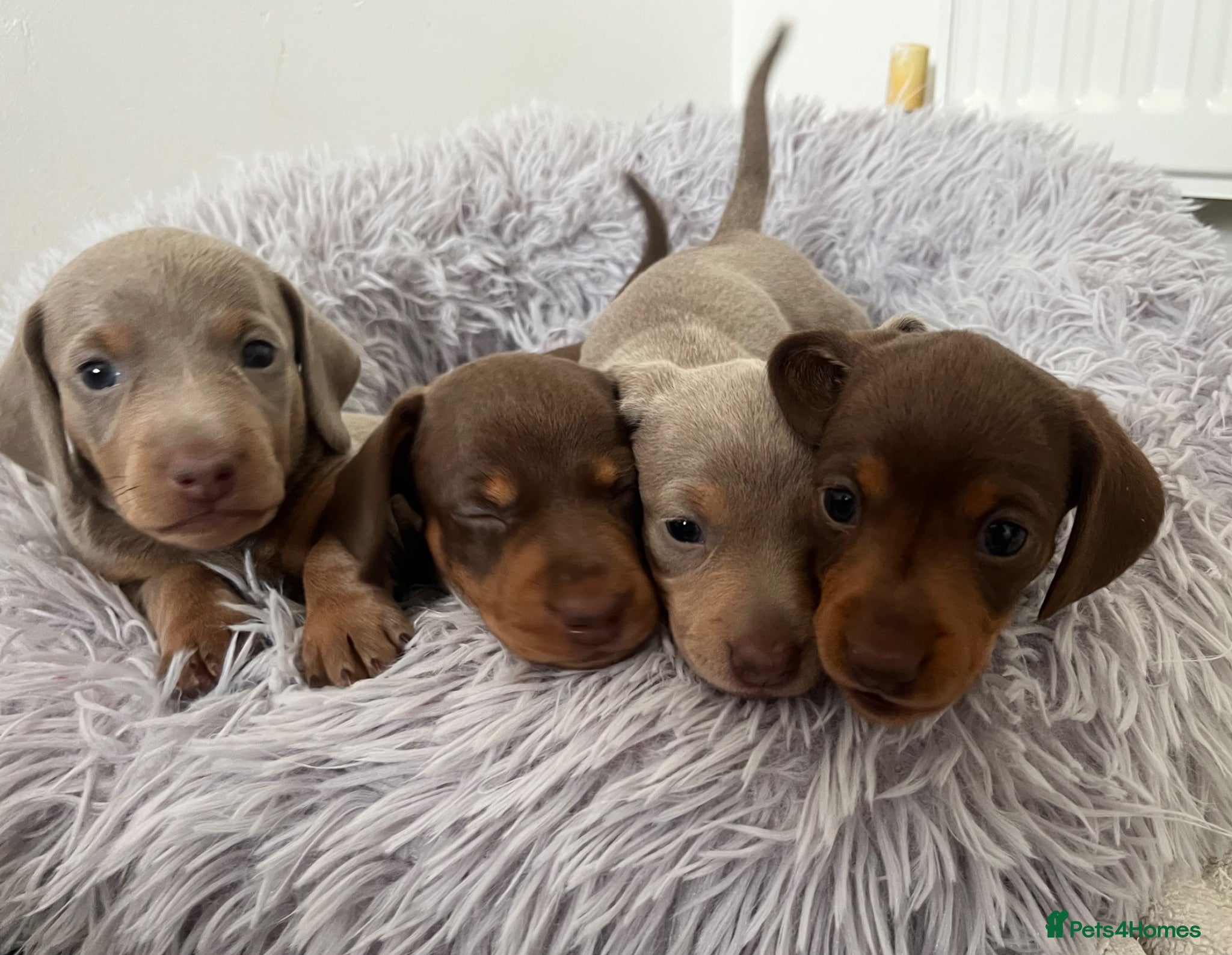 Miniature Dachshund dogs KC Reg Miniature Dachshund Puppies For Sale - Advert 2