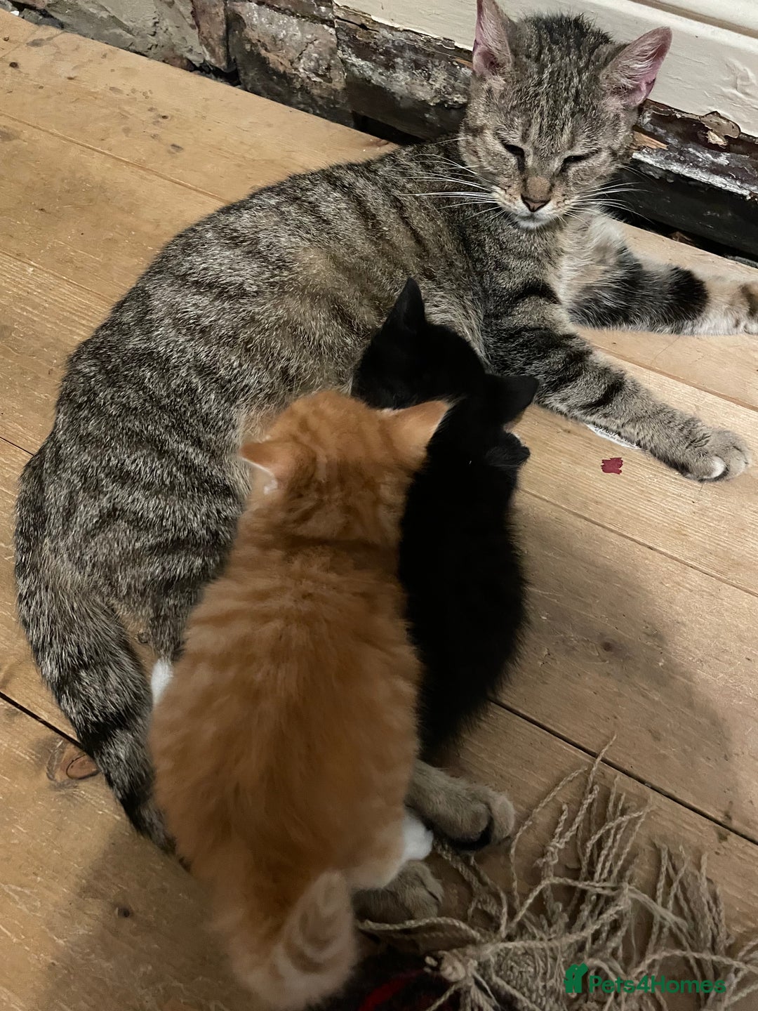 Domestic Shorthair cats for sale: litter of ginger and tuxedo kittens all boys - Image 17