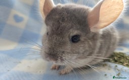 Chinchilla rodents for sale: Young adult and baby chinchillas RPA/RPAC - Image 2